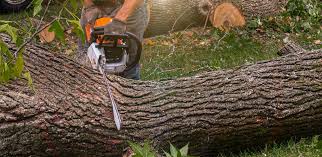 Best Fruit Tree Pruning  in Crescent City, FL