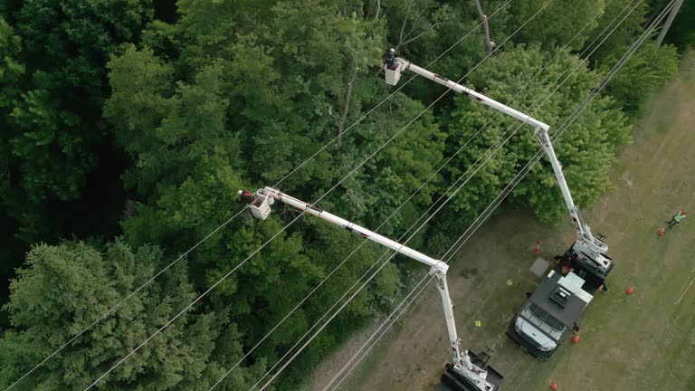 Best Tree Trimming and Pruning  in Crescent City, FL