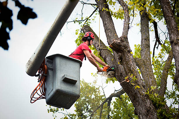 Best Firewood Processing and Delivery  in Crescent City, FL